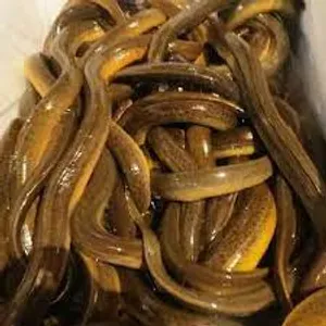Eel Fish